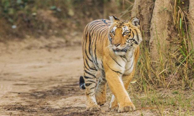 Jim Corbett National Park